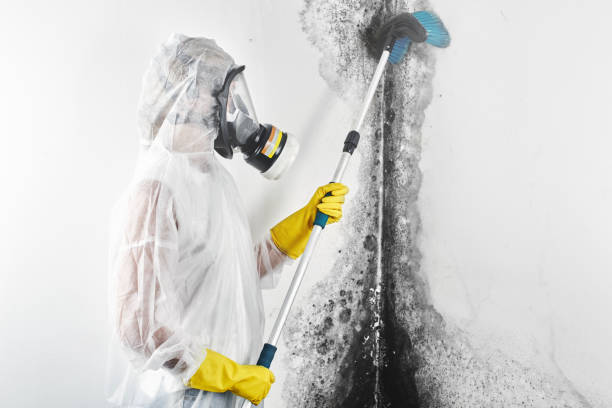 Best Basement Mold Removal  in Midway, NC