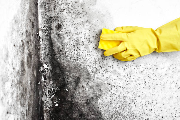 Biohazard Mold Removal in Midway, NC